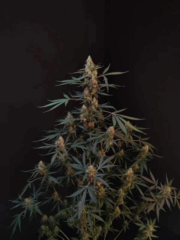 Northern Lights Auto Fast Buds 420