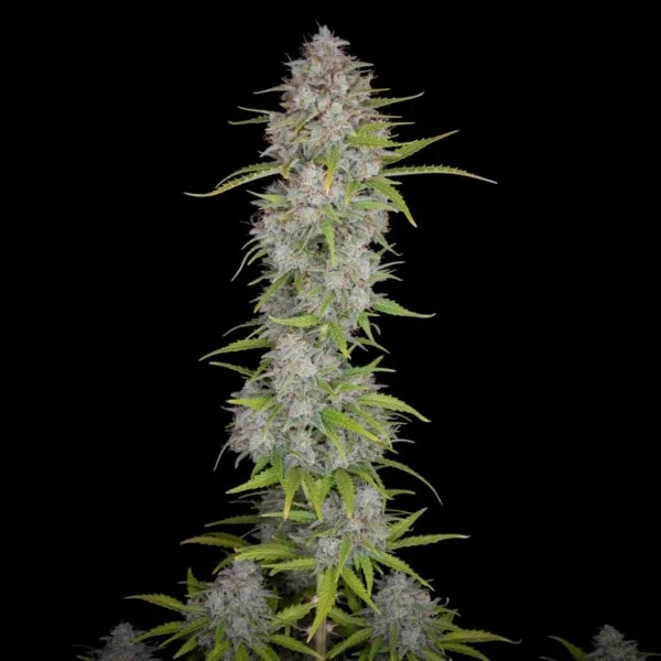 Orange Sherbet Auto - Fast Buds 420 - Image 4