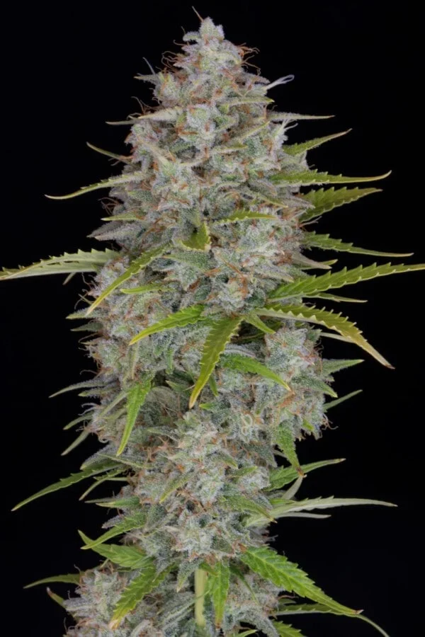 Orange Sherbet Auto - Fast Buds 420 - Image 3