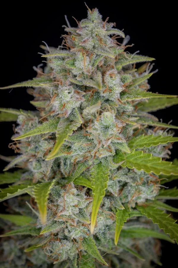 Orange Sherbet Auto - Fast Buds 420 - Image 2