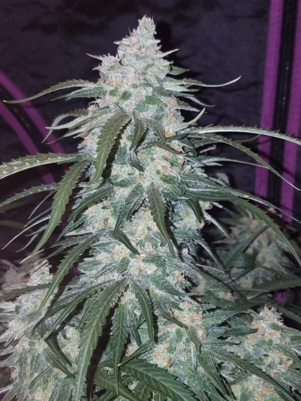 Pineapple Express Auto - Fast Buds 420 - Image 5