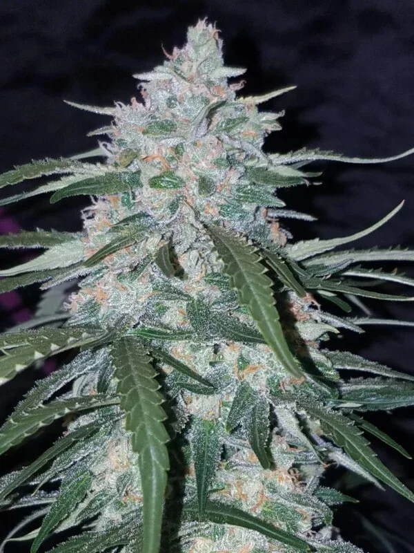 Pineapple Express Auto - Fast Buds 420 - Image 4