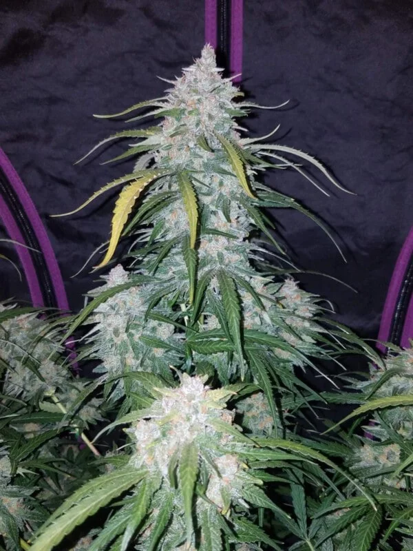 Pineapple Express Auto - Fast Buds 420 - Image 3