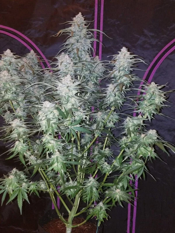 Pineapple Express Auto - Fast Buds 420 - Image 2