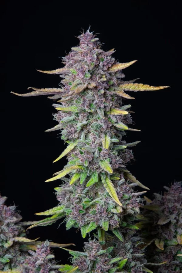 Purple Punch Auto Fast Buds 420 1