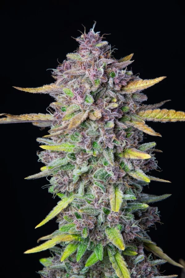 Purple Punch Auto - Fast Buds 420 - Image 3