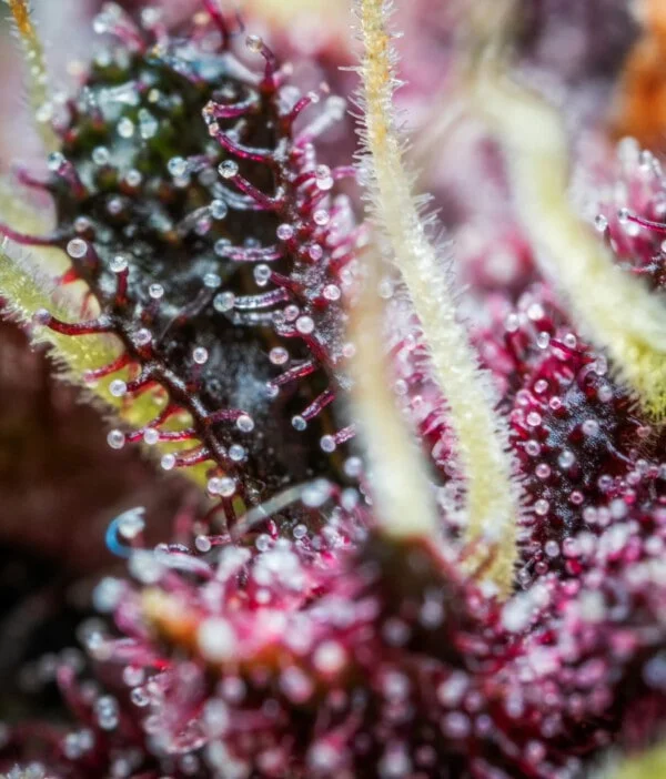 Purple Punch Auto - Fast Buds 420 - Image 4