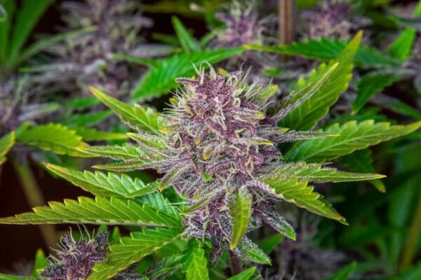 Purple Punch Auto - Fast Buds 420 - Image 5