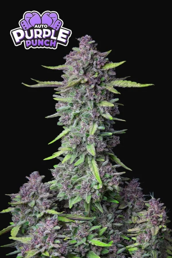 Purple Punch Auto - Fast Buds 420 - Image 6