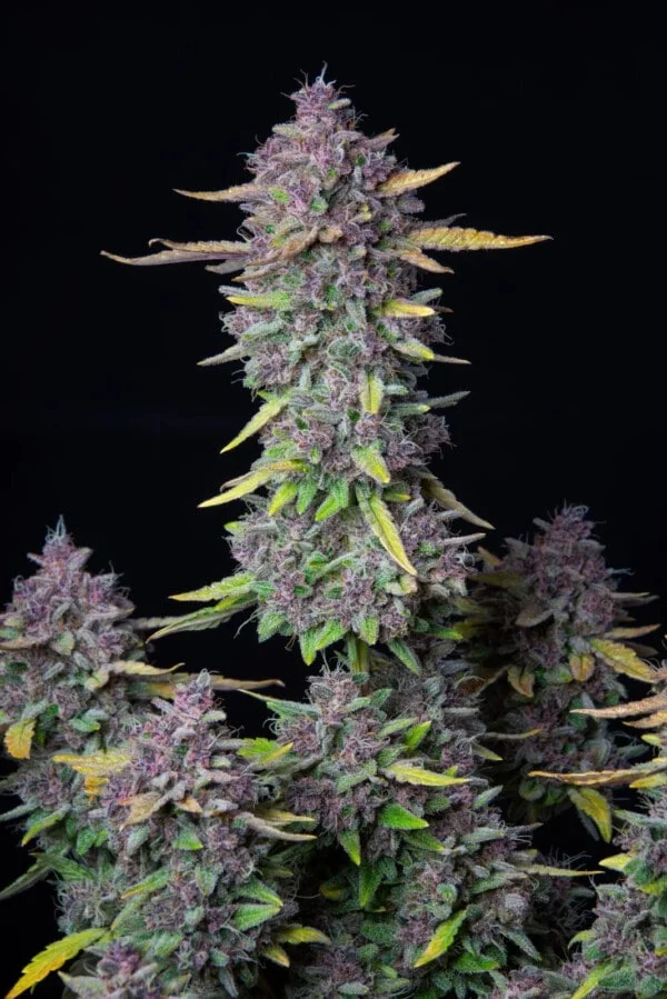 Purple Punch Auto - Fast Buds 420 - Image 7