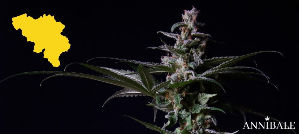 Belgium Cannabis Seeds