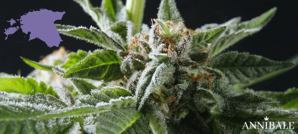 Estonia Cannabis Seeds