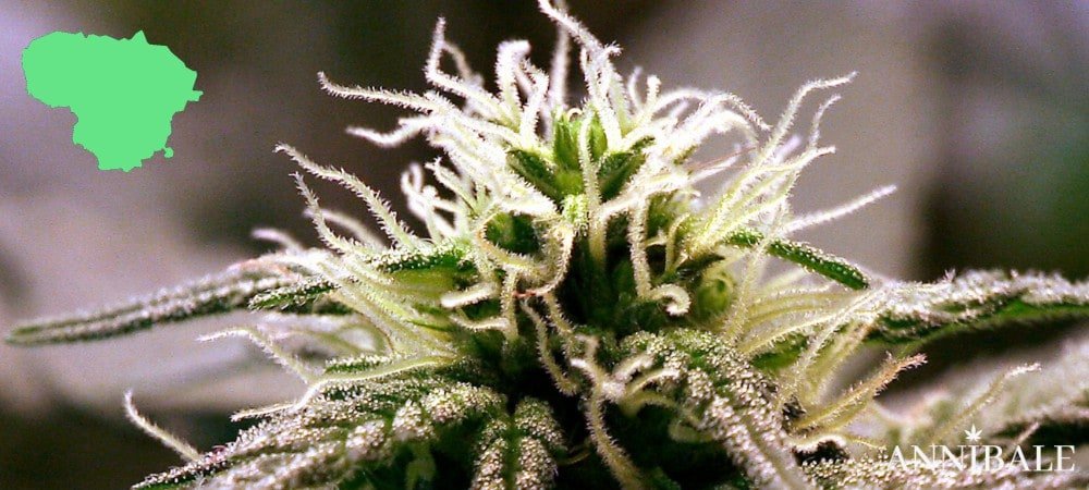 Where to Buy Cannabis Seeds Online in Lithuania (2026) Lithuania Cannabis Seeds