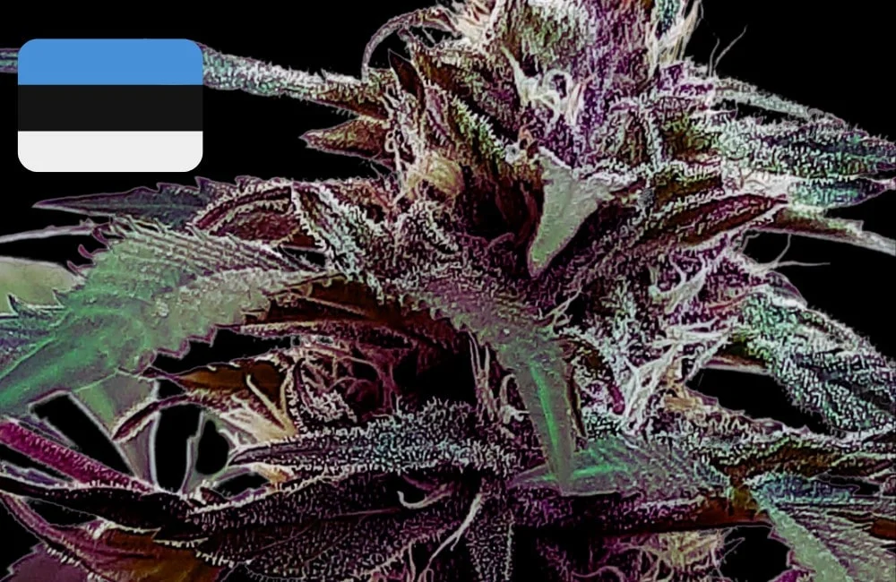 Where To Buy Cannabis Seeds Online In Estonia