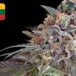 Where To Buy Cannabis Seeds Online In Lithuania