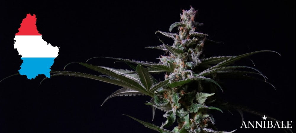 Luxembourgish Cannabis Seeds