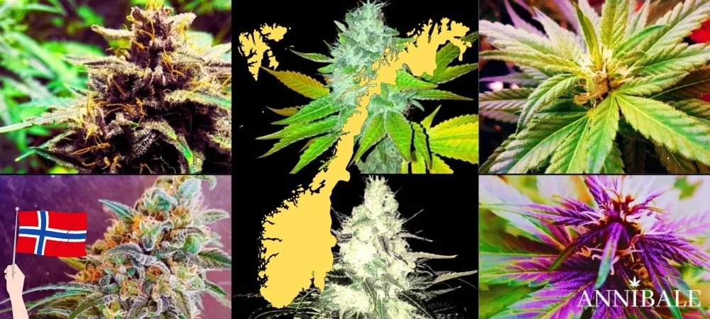 Where to Buy Cannabis Seeds Online in Norway (2026) Norwegian Cannabis Seeds