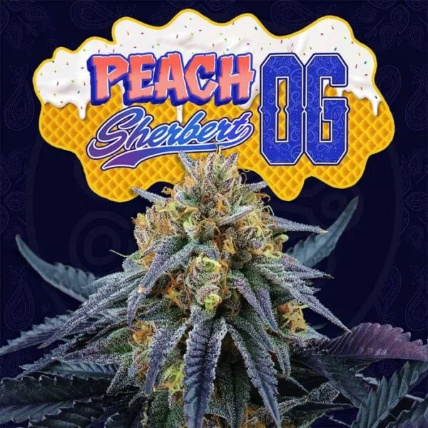 Peach Sherbert Feminized Perfect Tree Annibale Seedshop 1