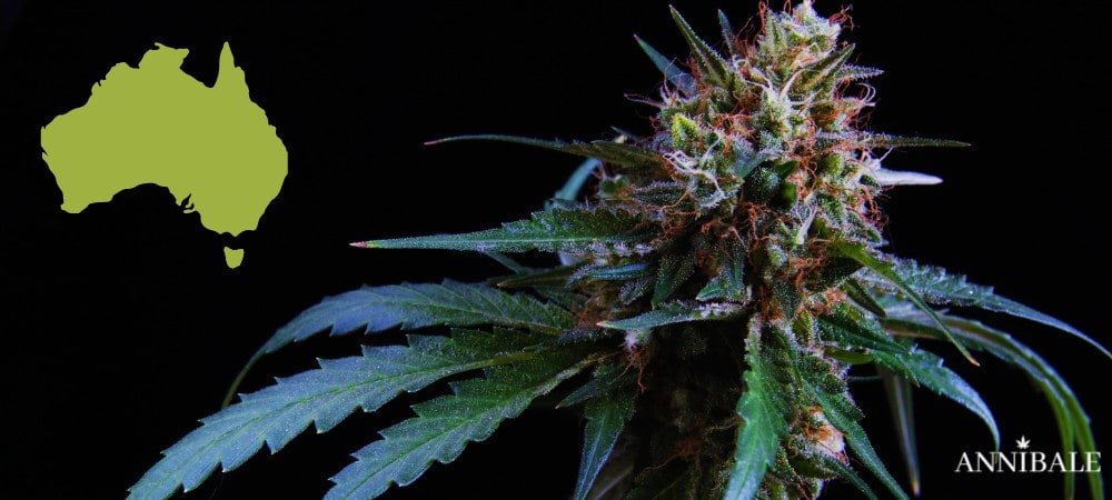 Australia Cannabis Seeds