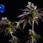 Australian Cannabis Seeds