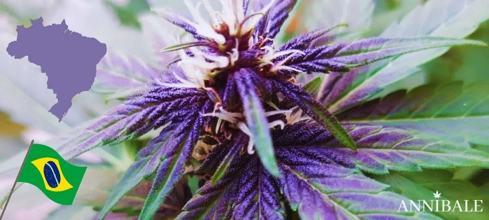 Brazilian Cannabis Seeds