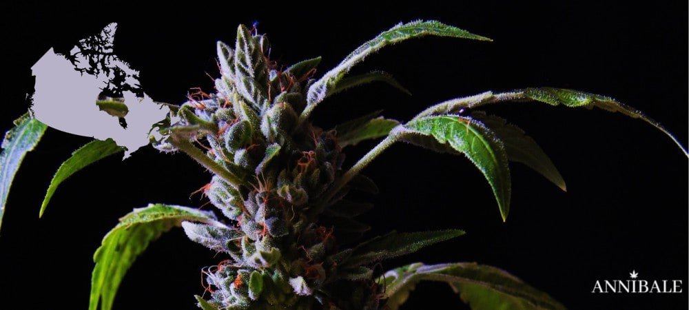 Where to Buy Cannabis Seeds Online in Canada (2026) Canadian Cannabis Seeds