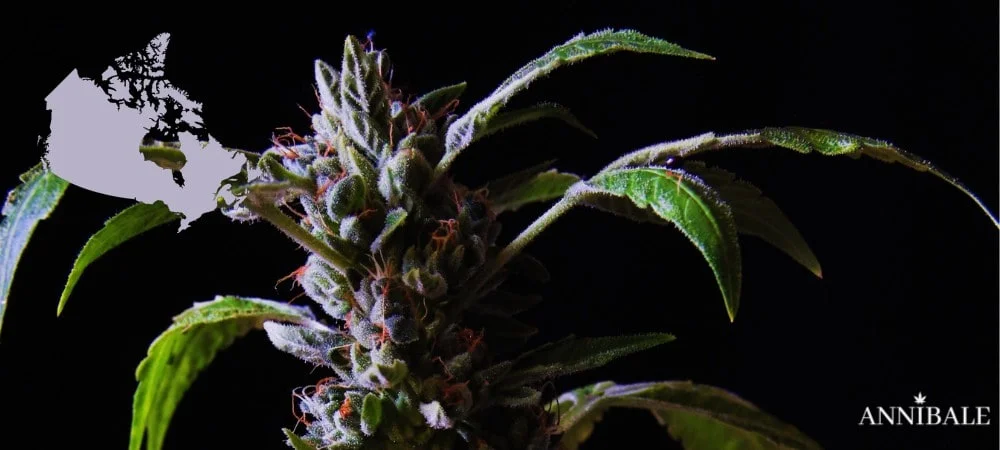 Canadian Cannabis Seeds