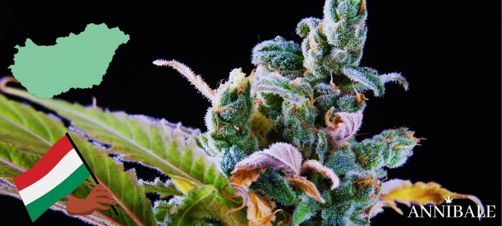Hungarian Cannabis Seeds