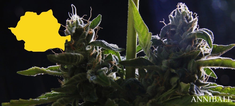Romania Cannabis Seeds