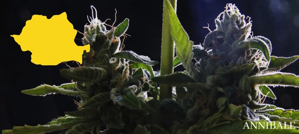 Romania Cannabis Seeds