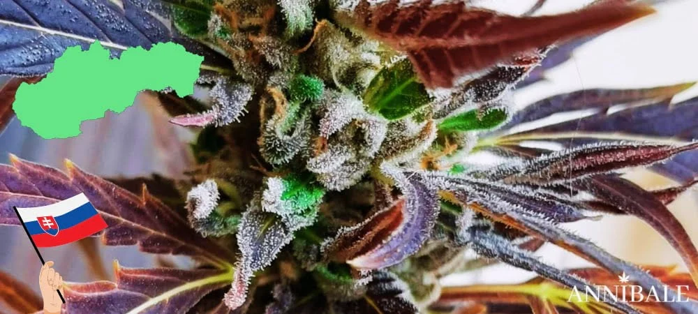 Where to Buy Cannabis Seeds Online in Slovakia (2026) Slovak Cannabis Seeds (1)