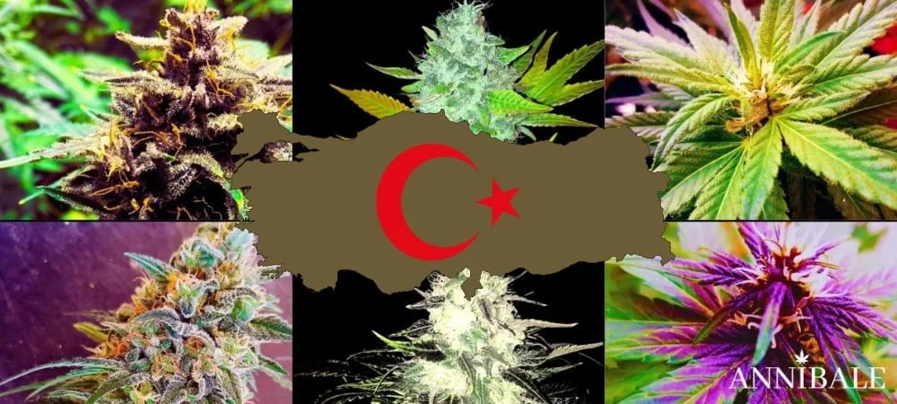 Where to Buy Cannabis Seeds Online in Turkey (2026) Turkish Cannabis Seeds