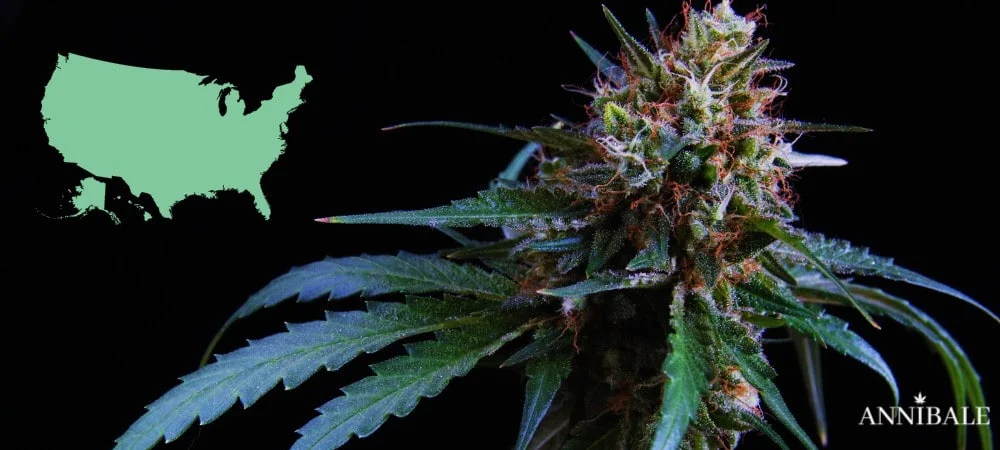 Usa United States America Cannabis Seeds