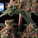 Where To Buy Cannabis Seeds Online In Argentina