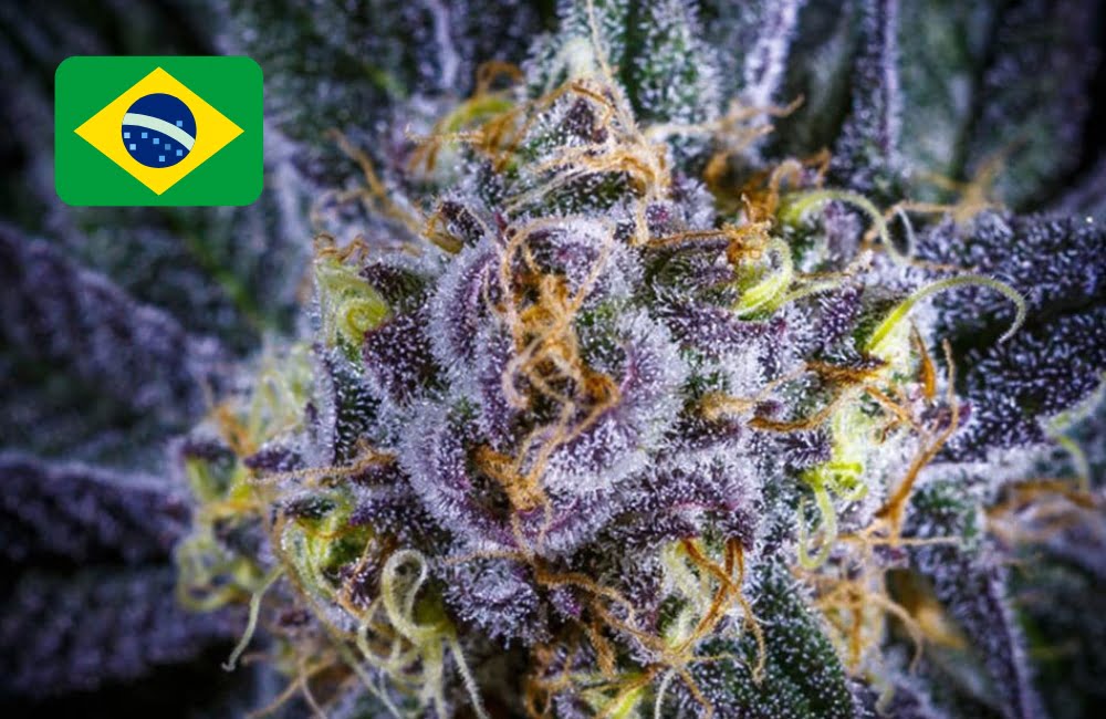Where To Buy Cannabis Seeds Online In Brazil