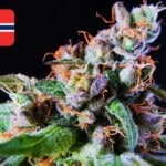 Where To Buy Cannabis Seeds Online In Norway