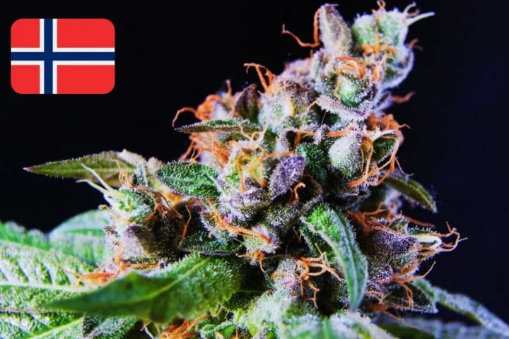 Where To Buy Cannabis Seeds Online In Norway