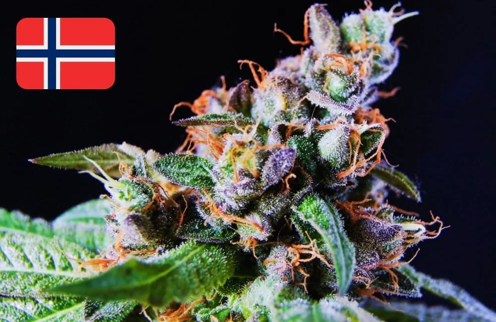 Where to Buy Cannabis Seeds Online in Norway (2026) Where To Buy Cannabis Seeds Online In Norway