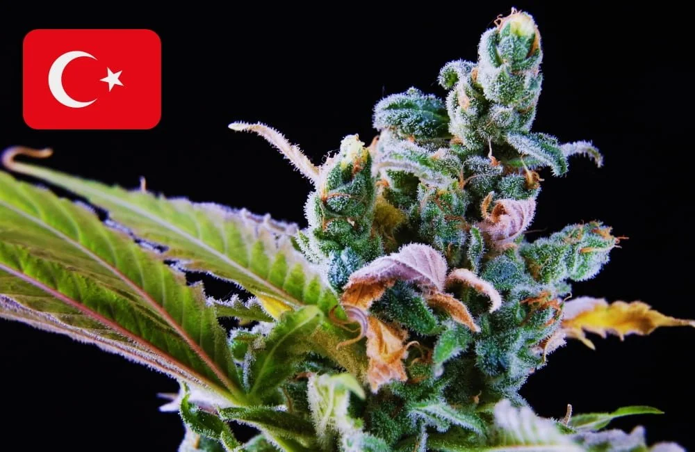 Where to Buy Cannabis Seeds Online in Turkey (2026) Where To Buy Cannabis Seeds Online In Turkey