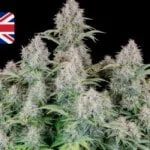 Where To Buy Cannabis Seeds Online In Uk United Kingdom England