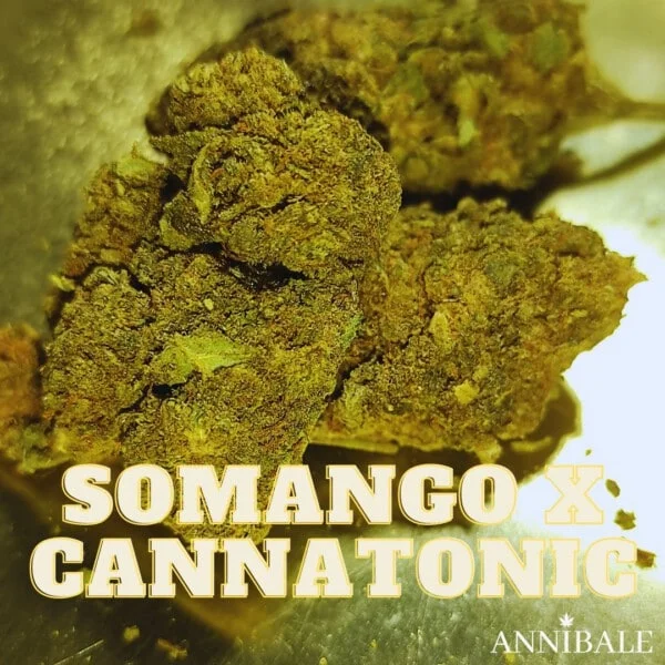 Somango Cannatonic Cbd Annibale Genetics (1)