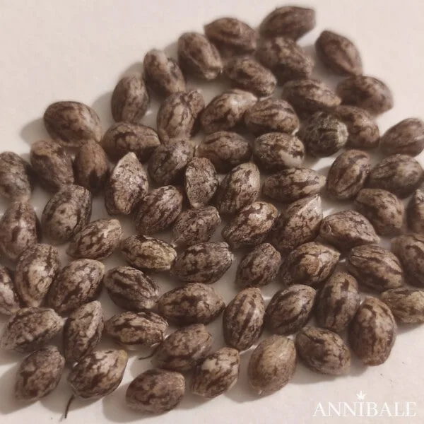 Secret Tropical Tarte F1 Regular Cannabis Seeds Annibale Genetics