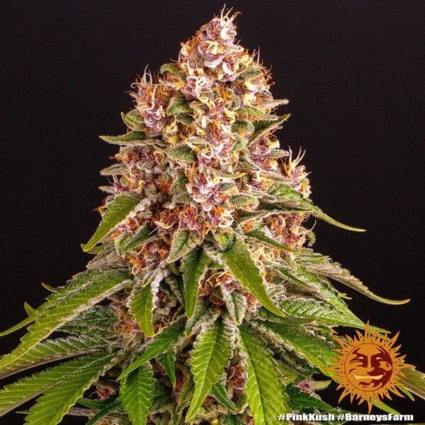 Pink Kush Femminizzata - Barney's Farm - immagine 9