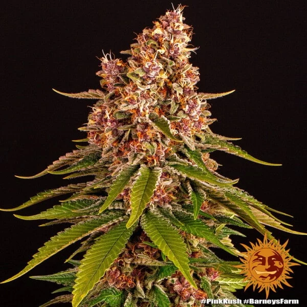 Pink Kush Femminizzata - Barney's Farm - immagine 8