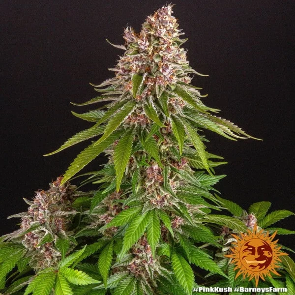 Pink Kush Femminizzata - Barney's Farm - immagine 6