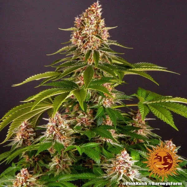 Pink Kush Femminizzata - Barney's Farm - immagine 4