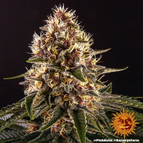 Pink Kush Femminizzata - Barney's Farm - immagine 2