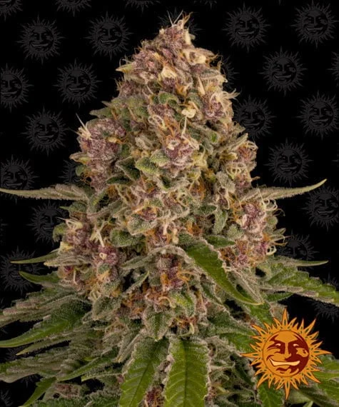 Barney's Farm Pink Kush Feminized Cannabis Seed Annibale Seedshop