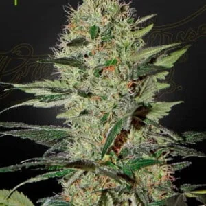 Green House Seeds Exodus Cheese Autoflowering Feminized Cannabis Seeds Annibale Seedshop