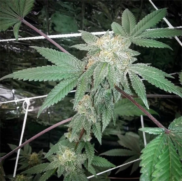 Snowcap Regular Cannabis Seeds Grand Daddy Purple Genetics 1